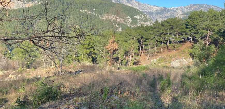 ALANYA KESTEL DİM GÜMÜŞKAVAK MEVKİİNDE SATILIK 200 M2 BAHÇE YAPIMINA UYGUN YOL VE SU SORUNU YOK