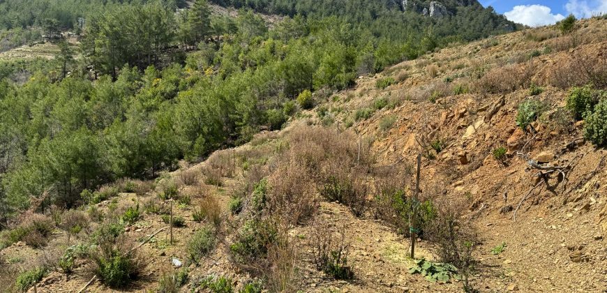 ALANYA DEMİRTAŞ FAKIRCALAR DA SATILIK 3.167 M2 TARLA